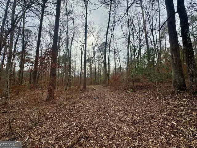 a view of a forest filled with trees