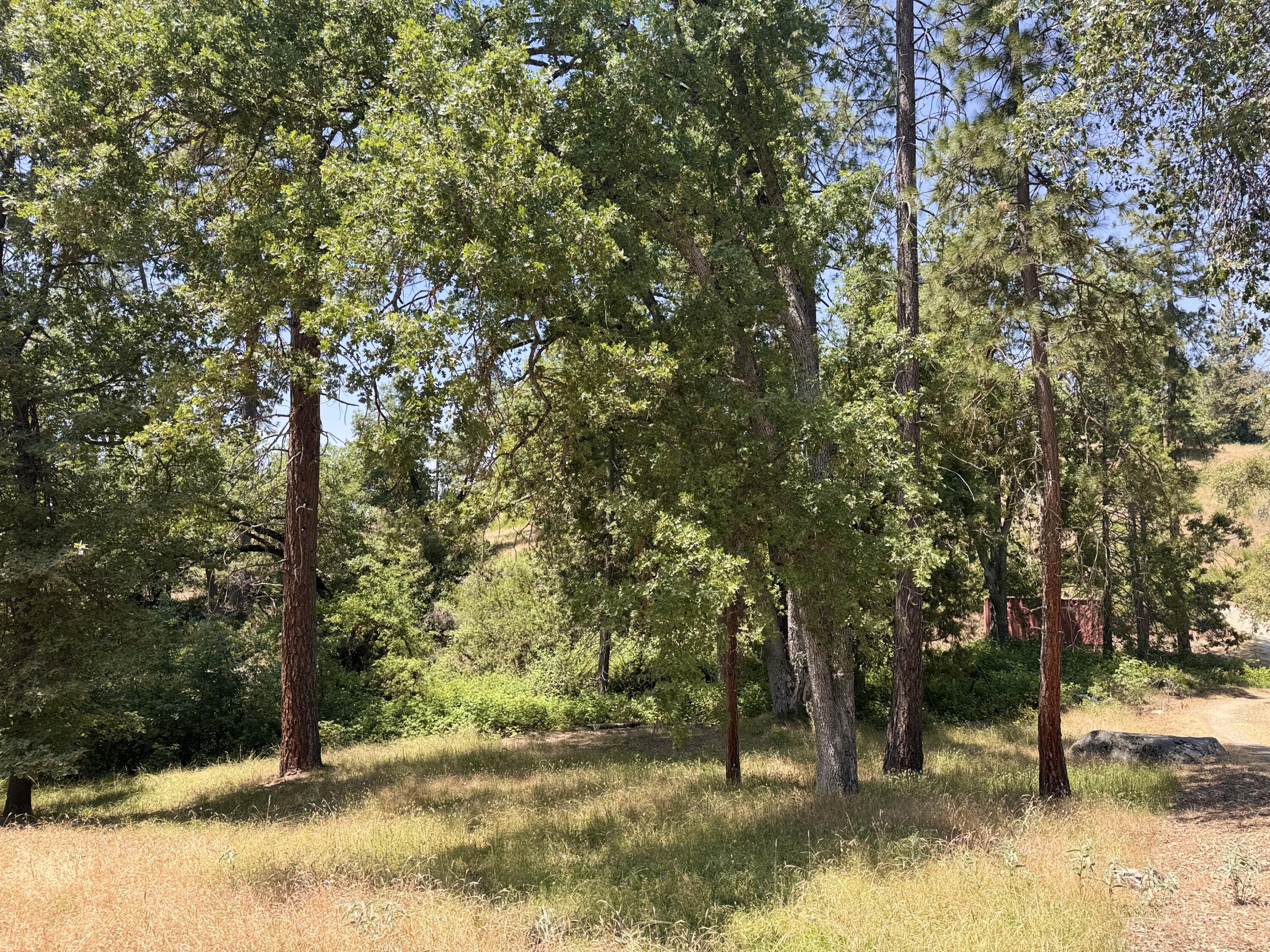 51911 Hogback Miramonte, CA 93641 - Photo 40 of 49 a view of outdoor space with trees