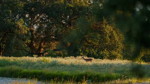 $975,000 | 2992 County Road 7711, Natalia, TX 78059