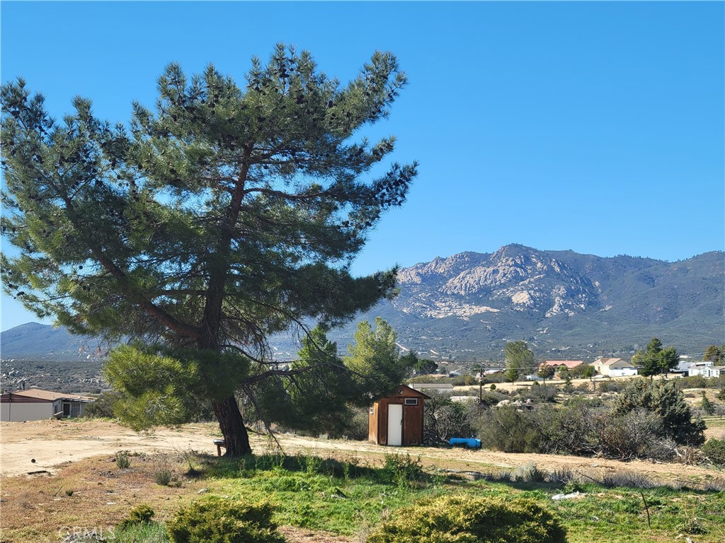 53595 Cave Rock Road Anza, CA 92539 - Photo 1 of 14 a view of a yard with a tree