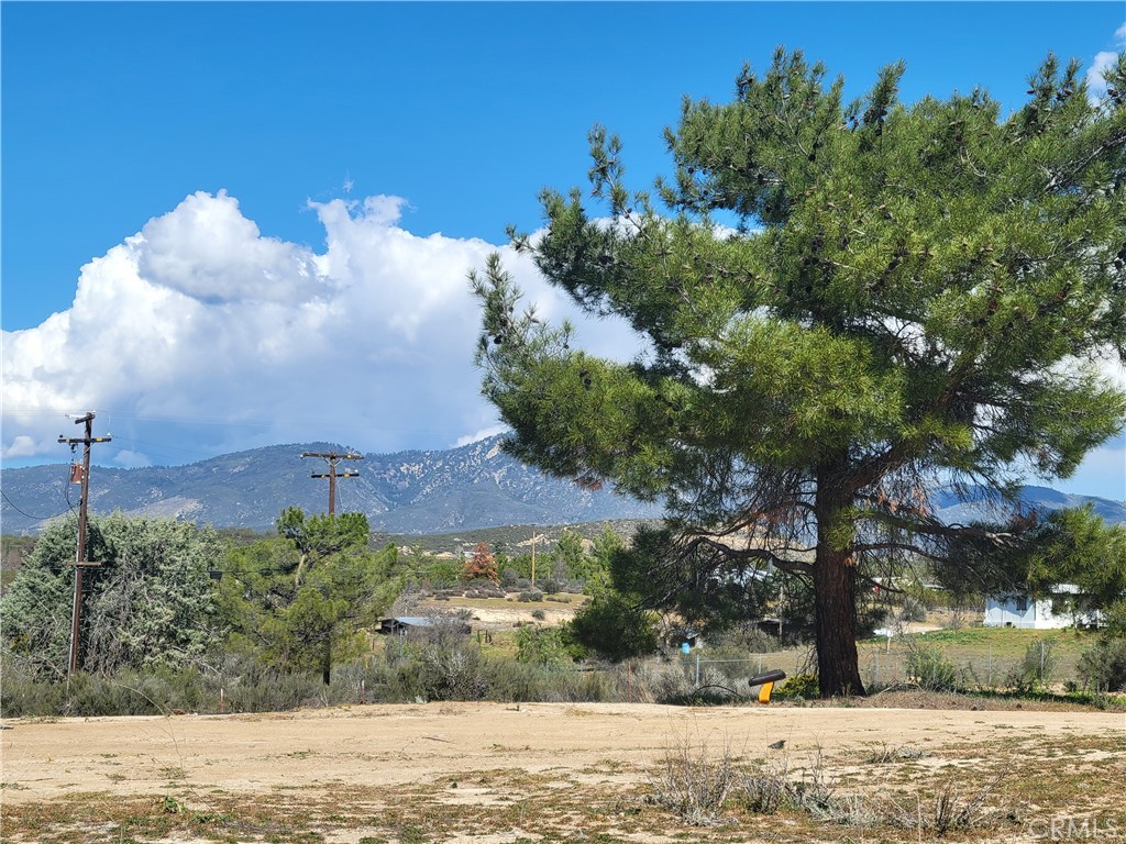 53595 Cave Rock Road Anza, CA 92539 - Photo 4 of 14 a view of a garden