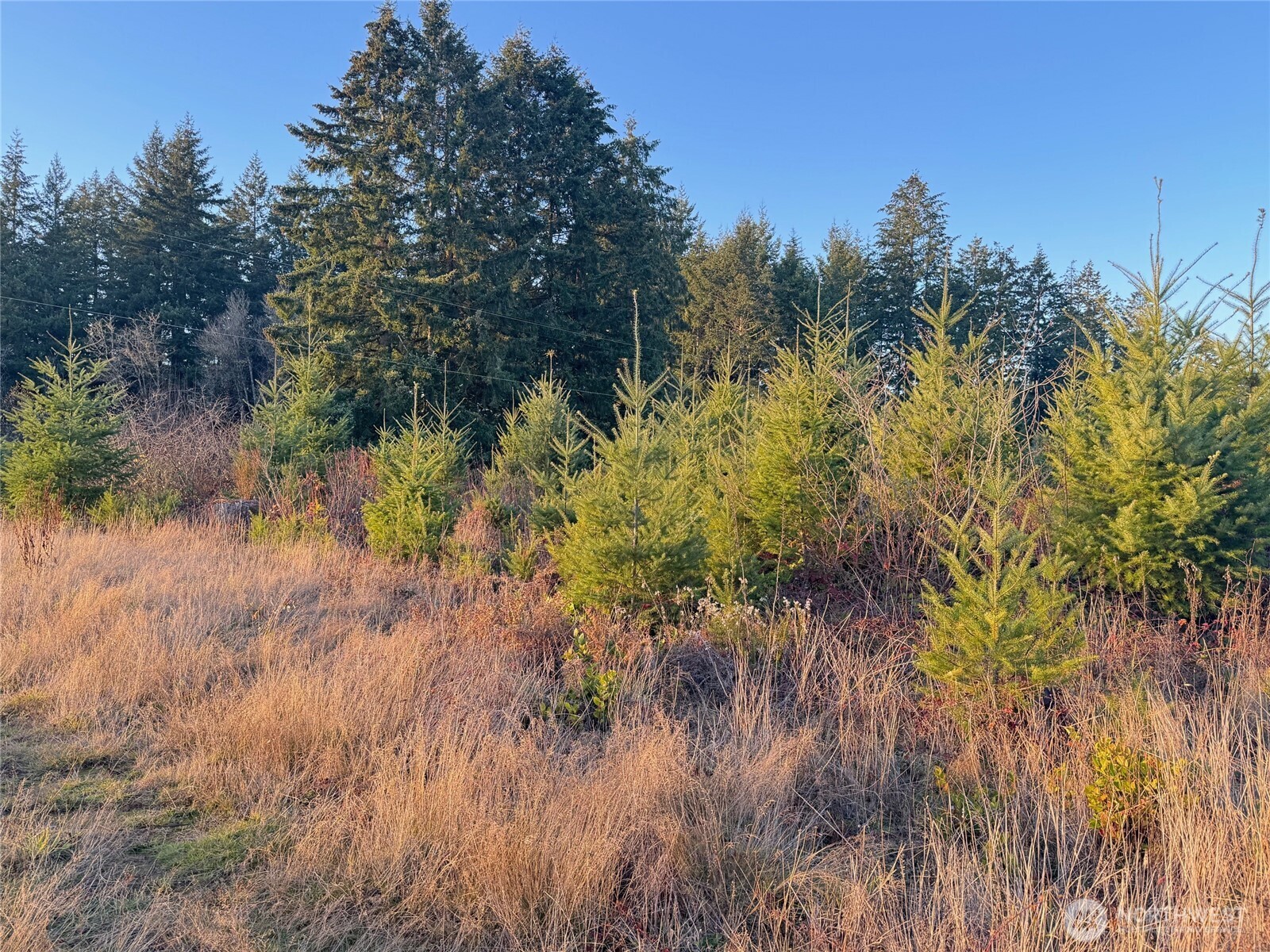 378 Hawkins Road Winlock, WA 98596 - Photo 8 of 11 a view of a yard