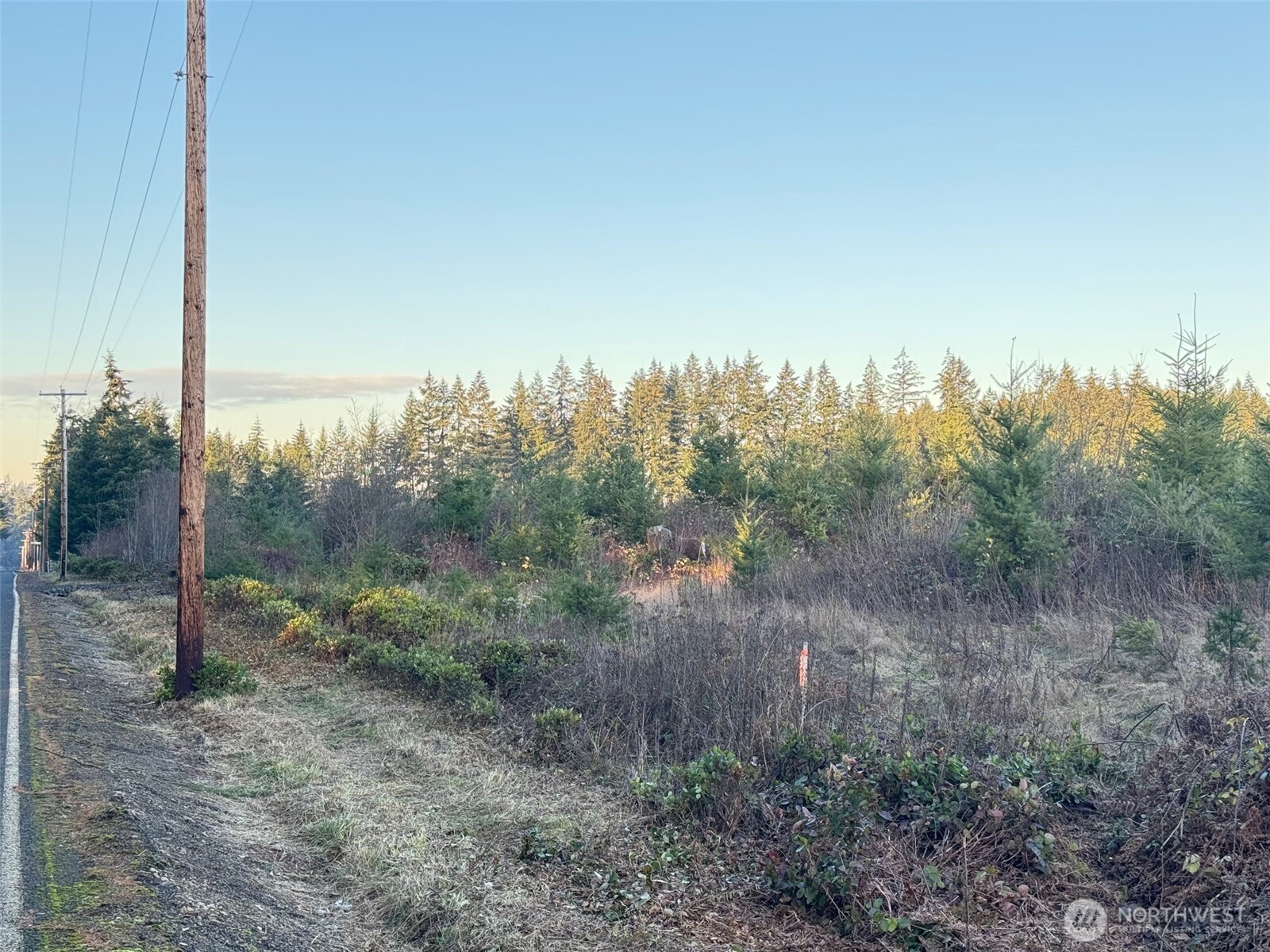 378 Hawkins Road Winlock, WA 98596 - Photo 10 of 11 a view of a yard with trees in front of it
