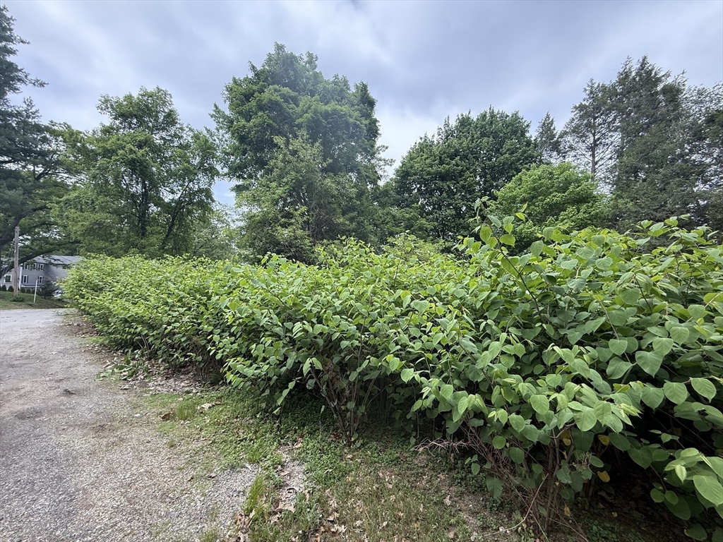 4 Shore Road Wellesley, MA 01760 - Photo 11 of 23 a plant view in yard
