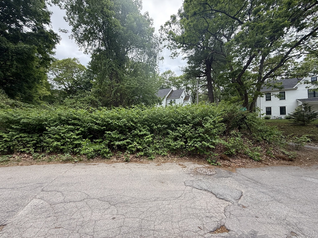 4 Shore Road Wellesley, MA 01760 - Photo 18 of 23 a view of a yard with plants and a large tree