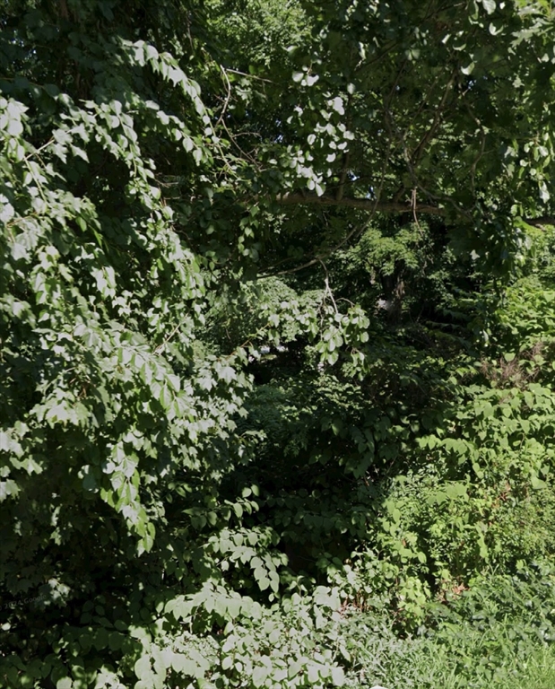 4 Shore Road Wellesley, MA 01760 - Photo 22 of 23 a view of a tree