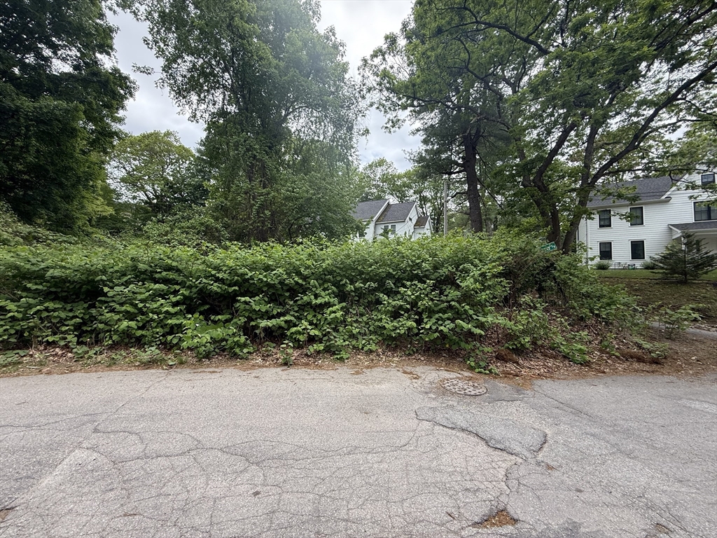 4 Shore Road Wellesley, MA 01760 - Photo 4 of 23 a view of a yard with plants and a large tree