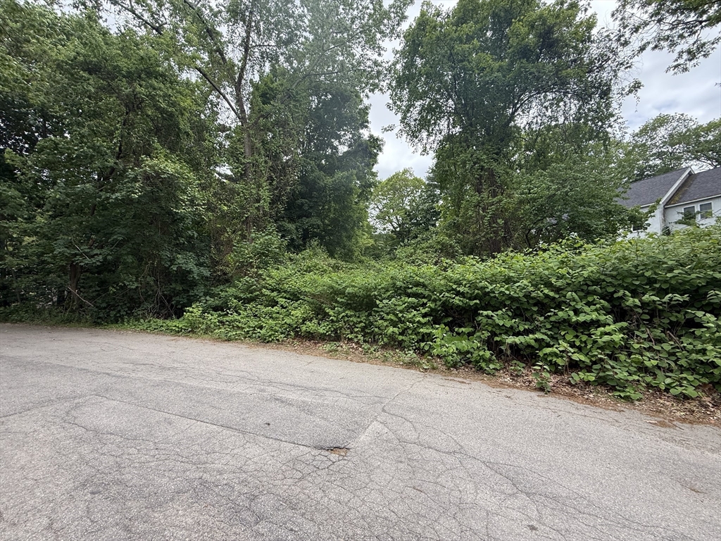 4 Shore Road Wellesley, MA 01760 - Photo 5 of 23 a view of a garden with plants