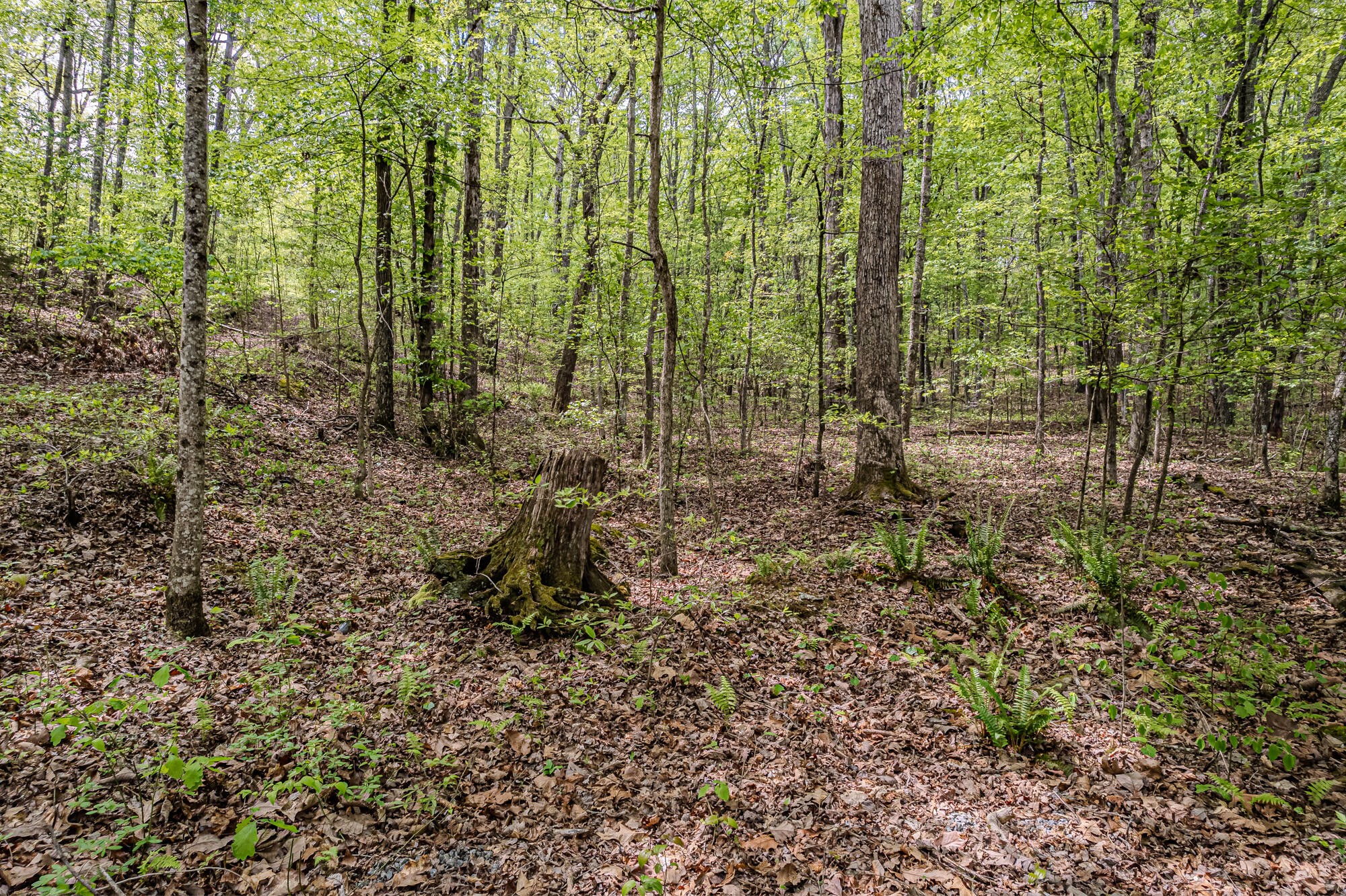 0 Euchee Road Ten Mile, TN 37880 - Photo 13 of 29