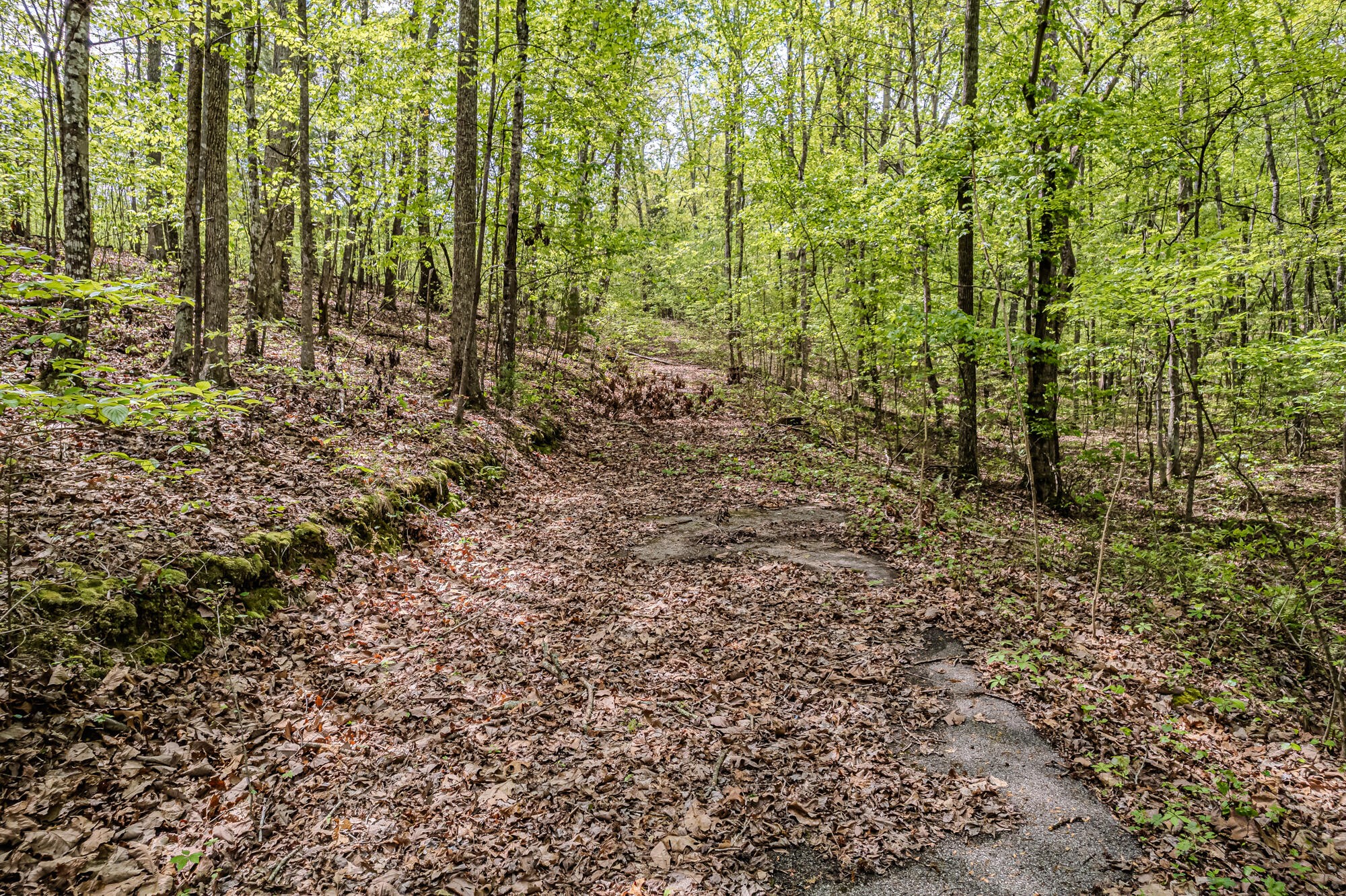0 Euchee Road Ten Mile, TN 37880 - Photo 14 of 29