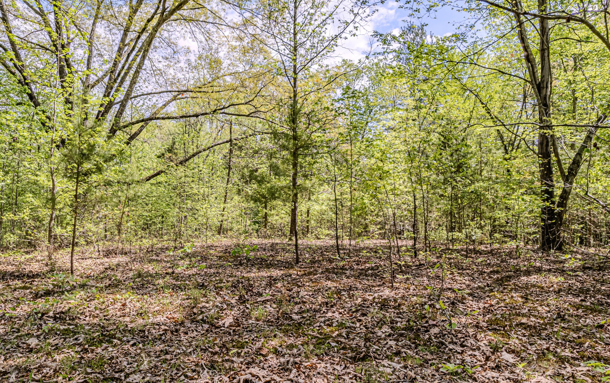 0 Euchee Road Ten Mile, TN 37880 - Photo 17 of 29