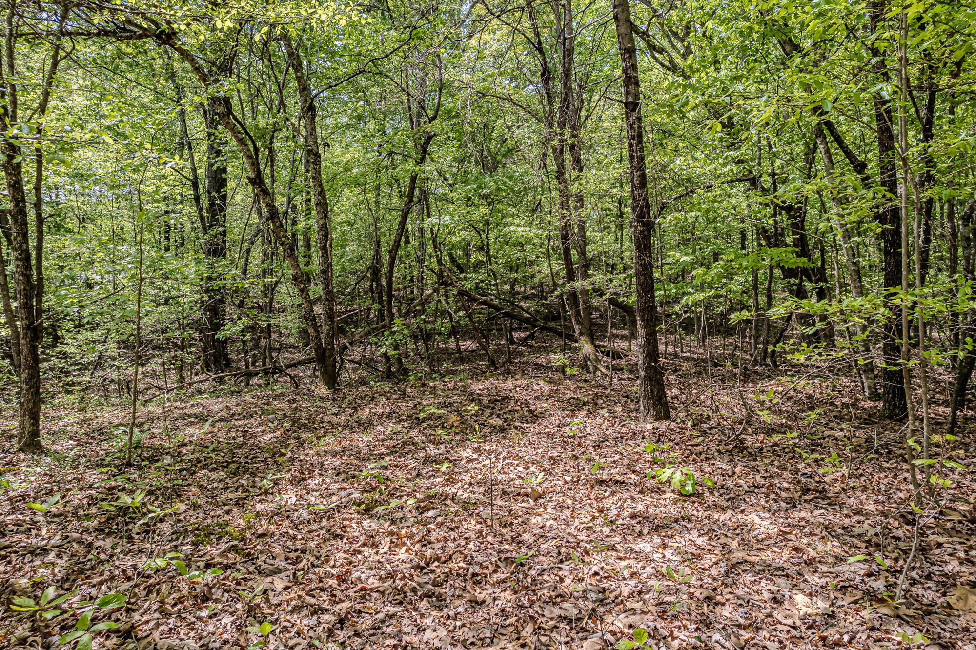 0 Euchee Road Ten Mile, TN 37880 - Photo 18 of 29