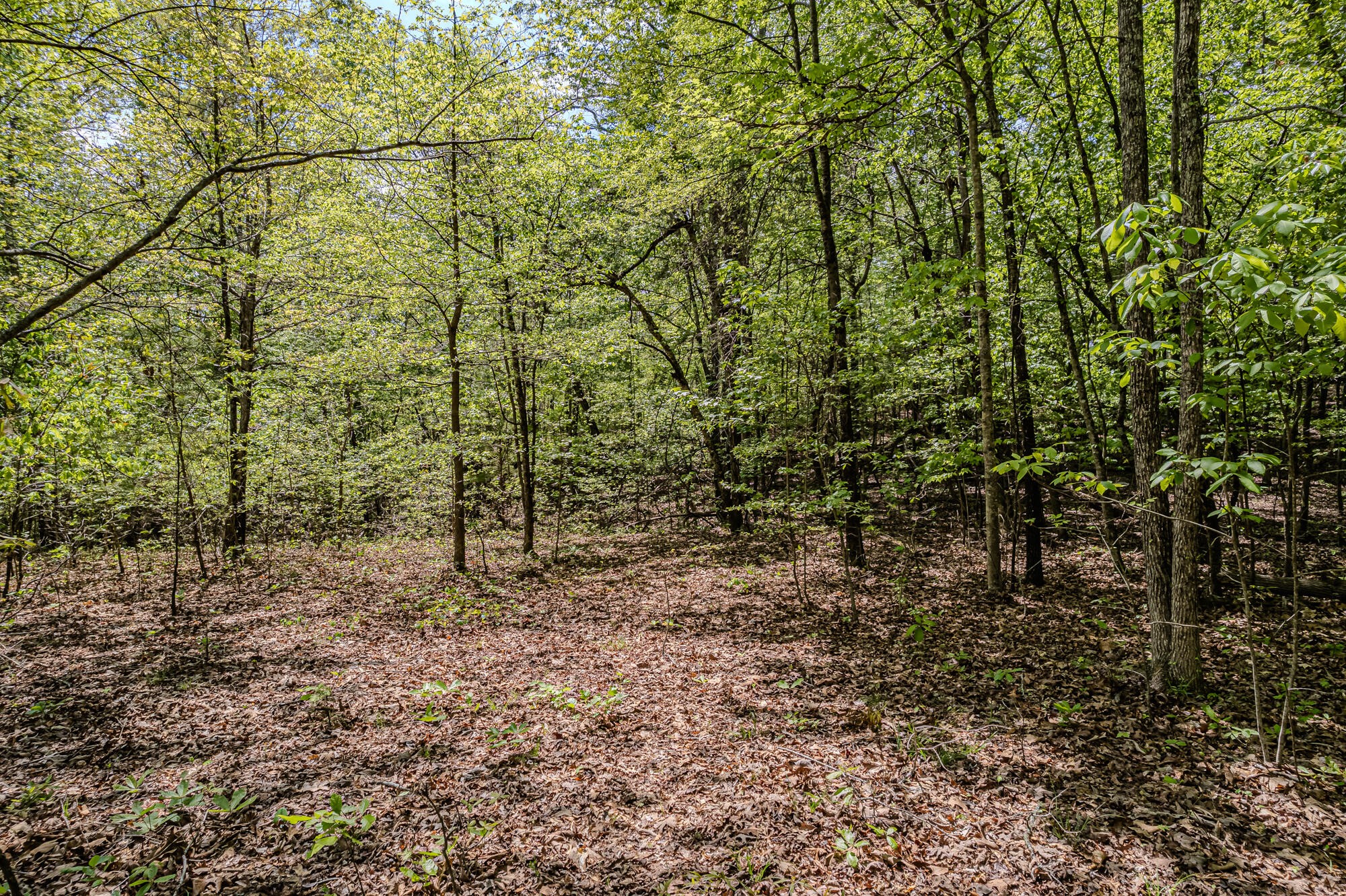0 Euchee Road Ten Mile, TN 37880 - Photo 21 of 29