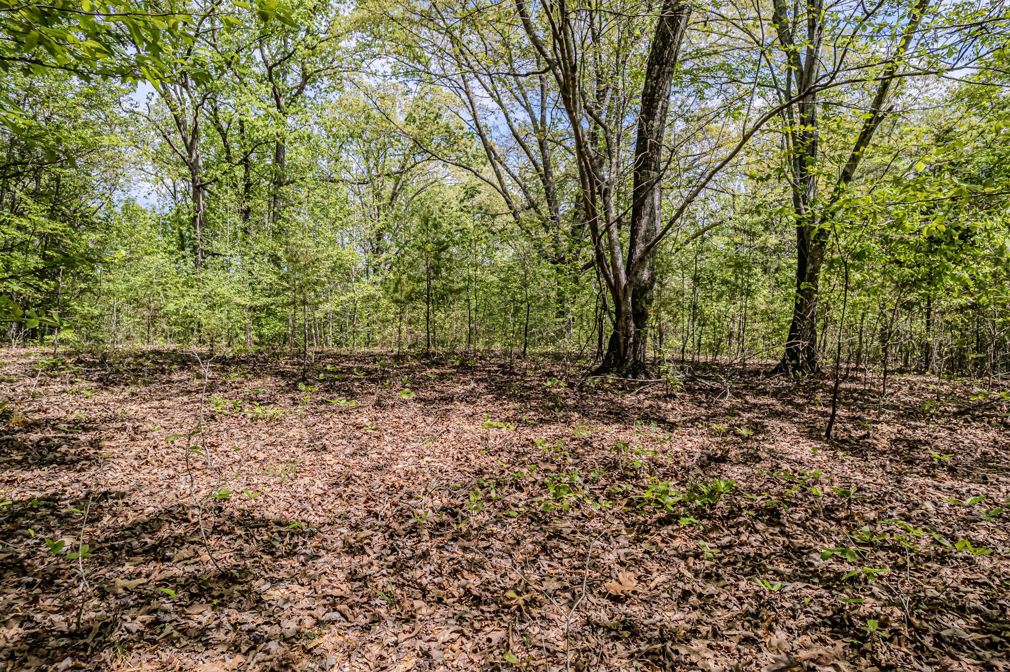 0 Euchee Road Ten Mile, TN 37880 - Photo 22 of 29