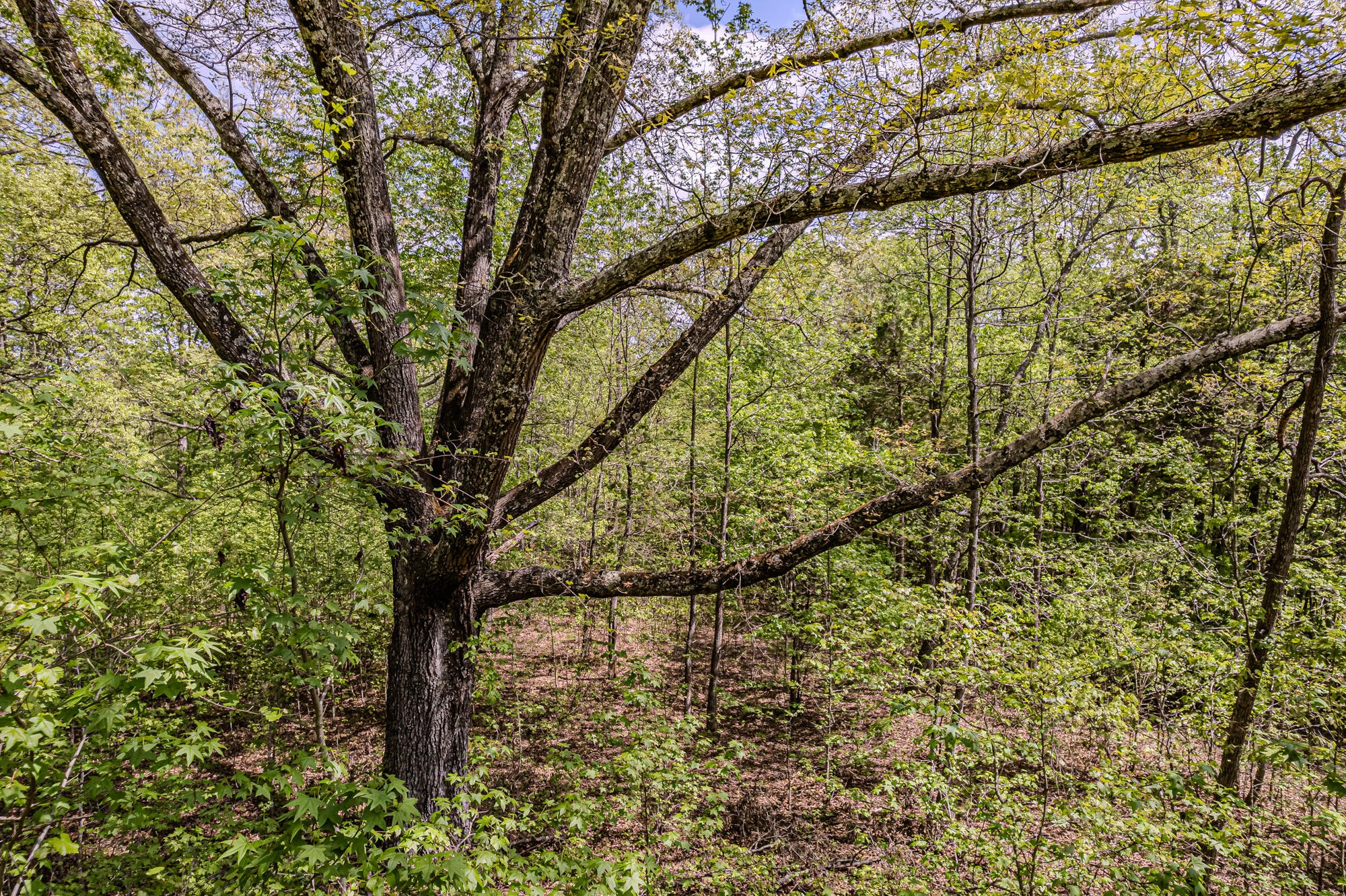 0 Euchee Road Ten Mile, TN 37880 - Photo 25 of 29