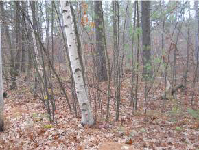 1-6 Sandogardy Pond Road Northfield, NH 03276 - Photo 3 of 6 Gallery Image 3