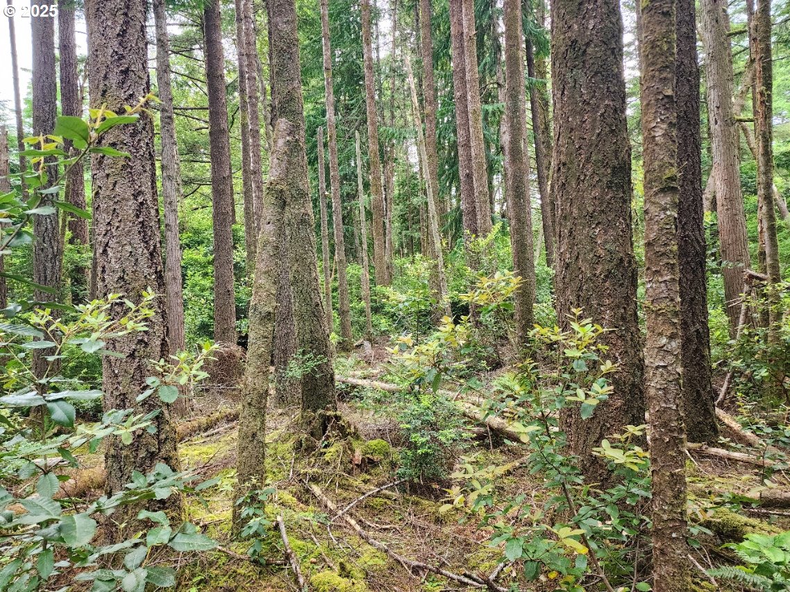 Cedar Hollow Road, Unit 2600 Port Orford, OR 97465 - Photo 5 of 8 Gallery Image 5