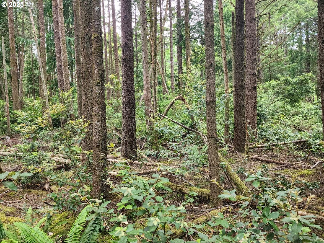 Cedar Hollow Road, Unit 2600 Port Orford, OR 97465 - Photo 6 of 8 Gallery Image 6
