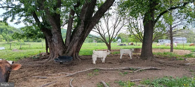 a view of a sitting area with large trees