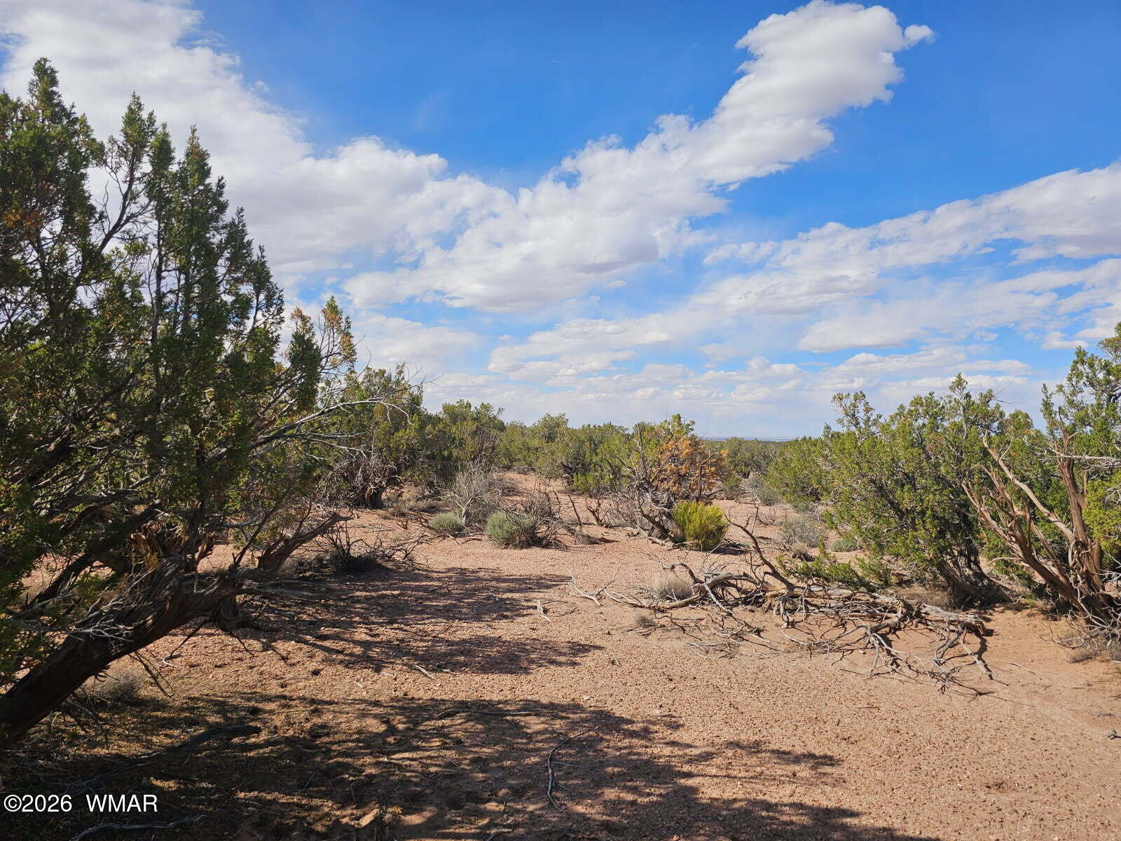 3945 Valley Road Snowflake, AZ 85937 - Photo 4 of 9 a view of a dry yard with lots of trees
