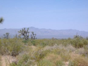 Tortoise Drive Yucca, AZ 86438 - Photo 4 of 6 Additional Photo