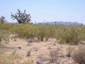Tortoise Drive Yucca, AZ 86438 - Photo 5 of 6 Additional Photo