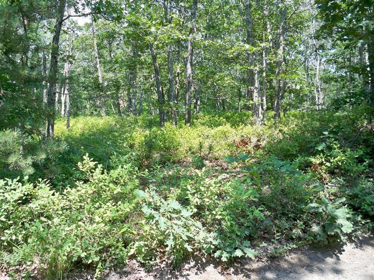 0 Border--23.7 Road Vineyard Haven, MA 02568 - Photo 2 of 5 Additional Photo