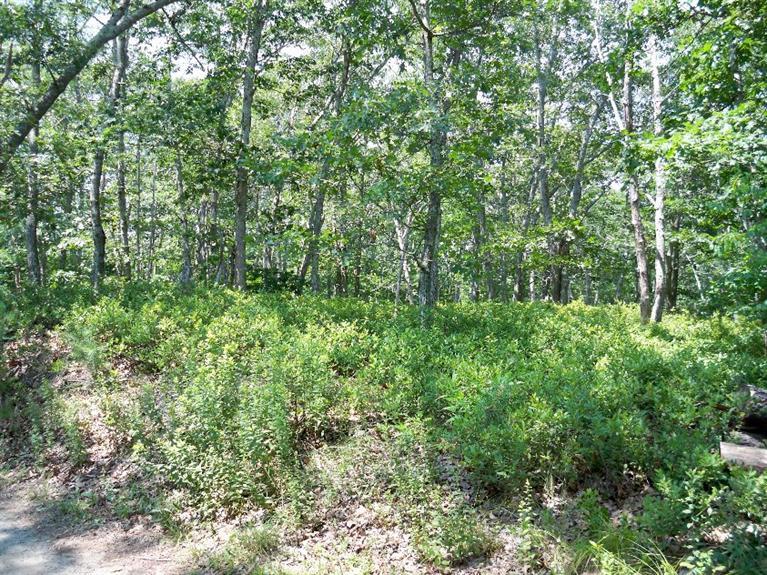 0 Border--23.7 Road Vineyard Haven, MA 02568 - Photo 4 of 5 Additional Photo