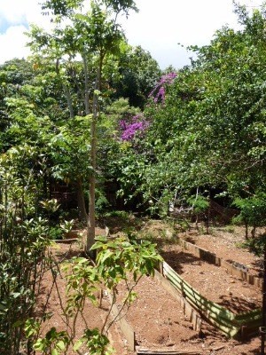 4971 Hekili Road Kapaa, HI 96746 - Photo 10 of 11 a view of a pathway with a tree