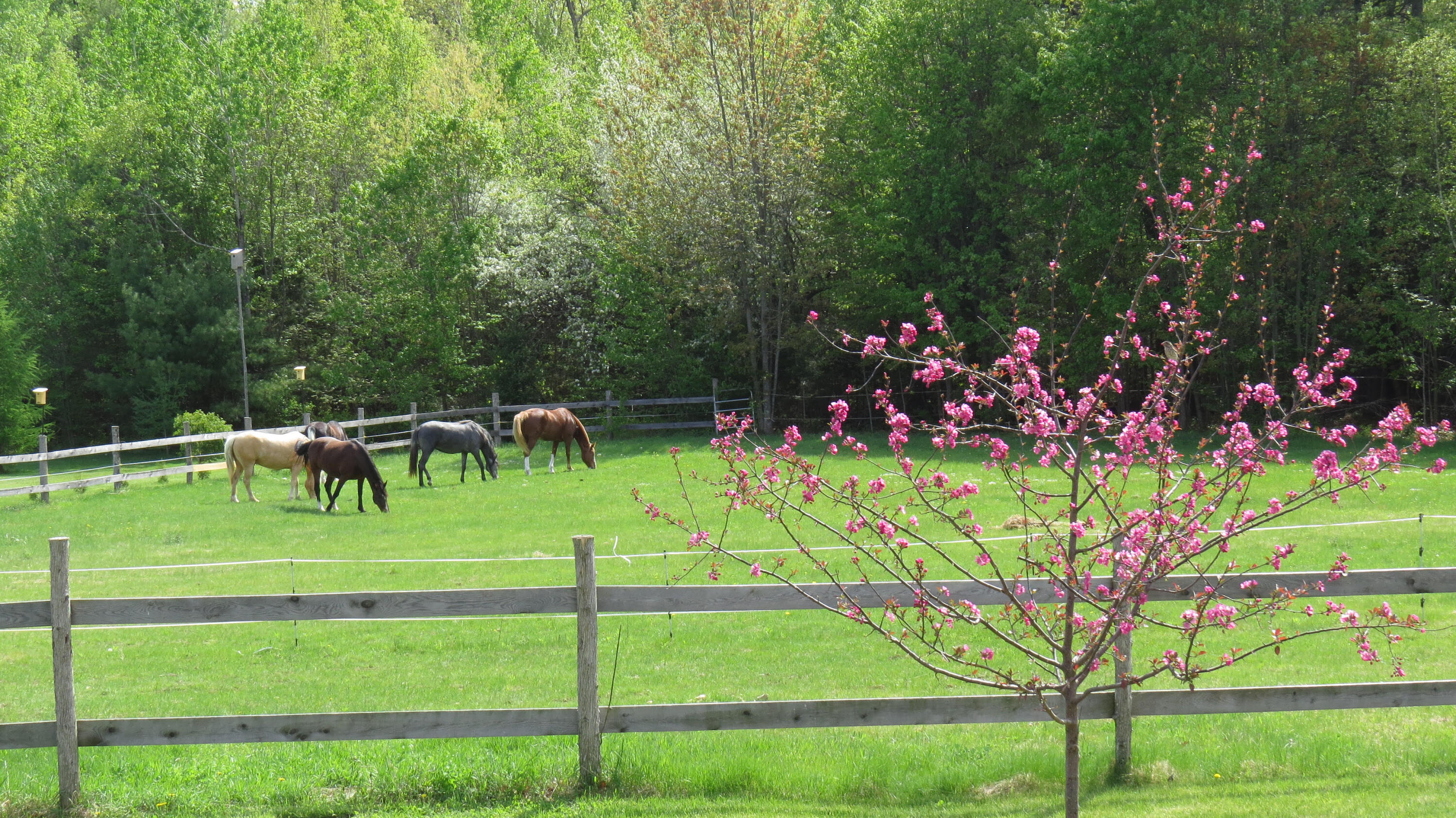 94 Brand Road Windham, ME 04062 - Photo 84 of 86 horses grazing 2