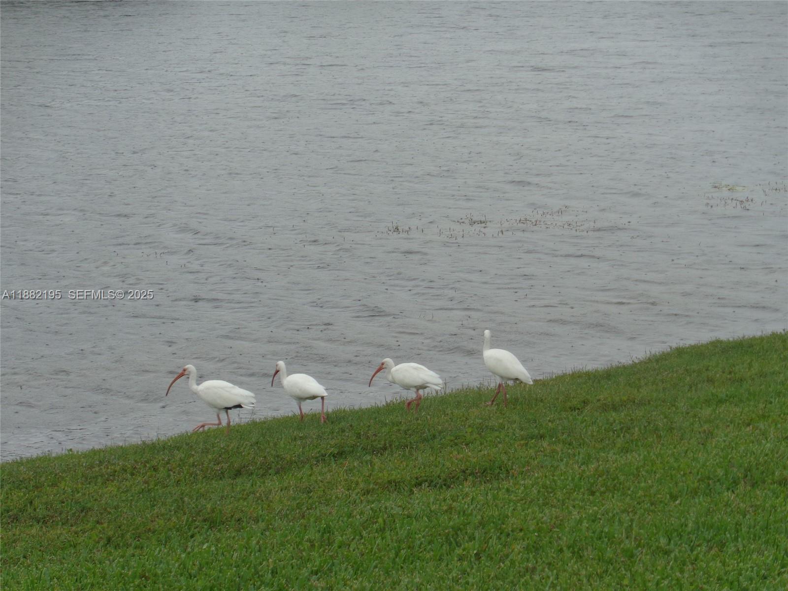 701 Southwest 141st Avenue, Unit 412R Pembroke Pines, FL 33027 - Photo 51 of 52 a view of a bunch of green space