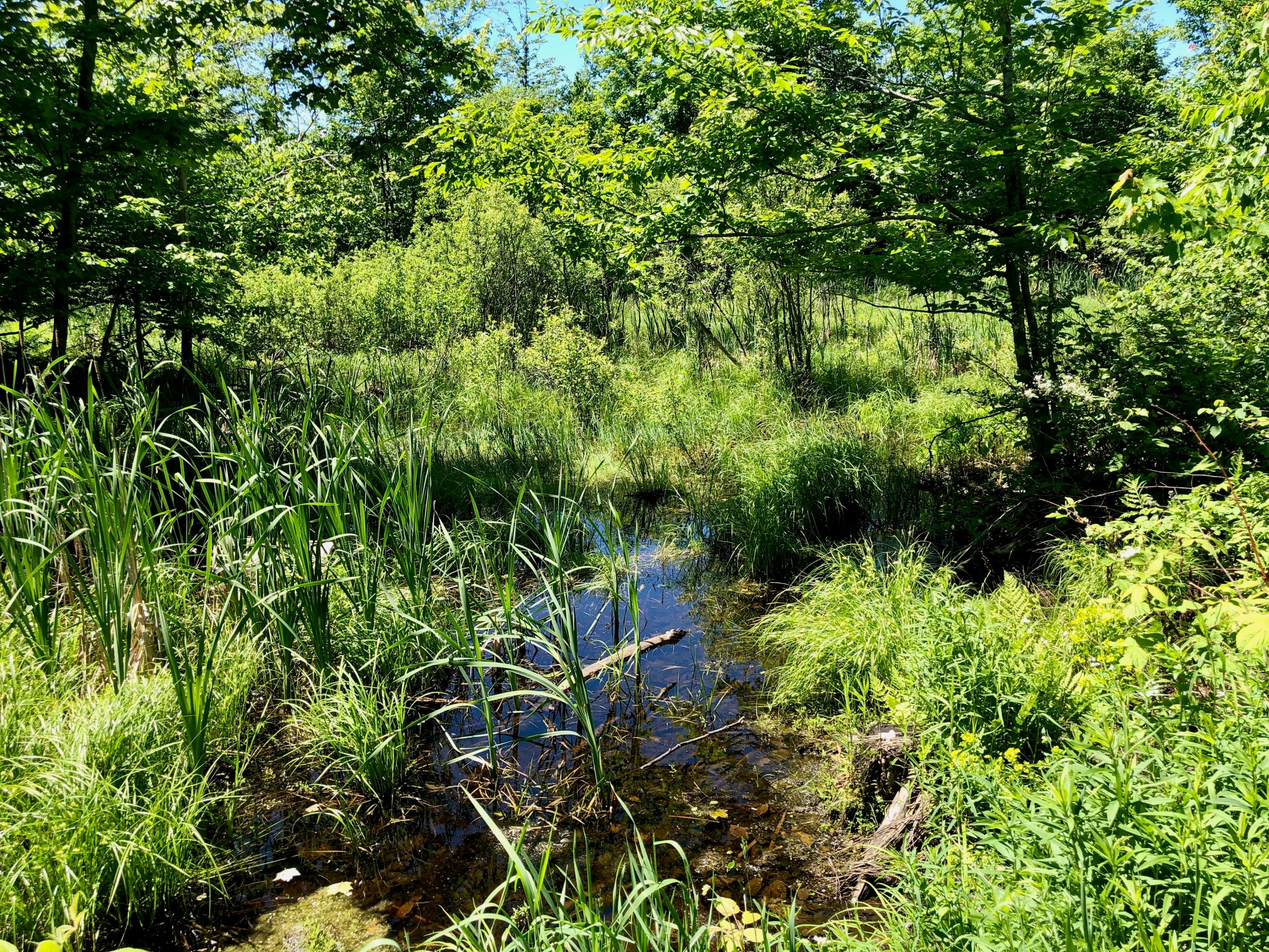 Berry Road Gaylord, MI 49735 - Photo 15 of 17 Gallery Image 15