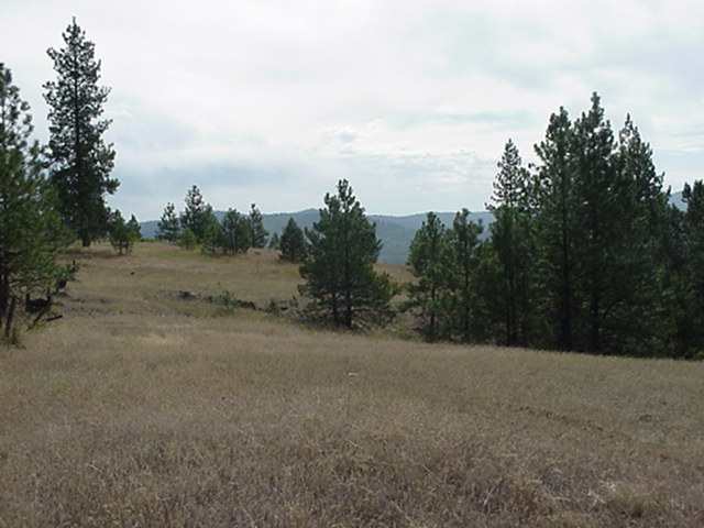 -- Hayley's Way Springdale, WA 99173 - Photo 3 of 5 Gallery Image 3