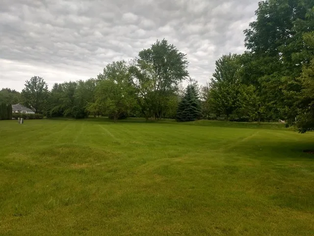 a view of a green field with plants and trees in the background