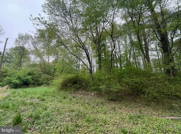 a view of a lush green forest