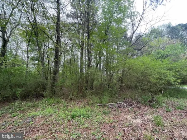 a view of a forest with trees in the background