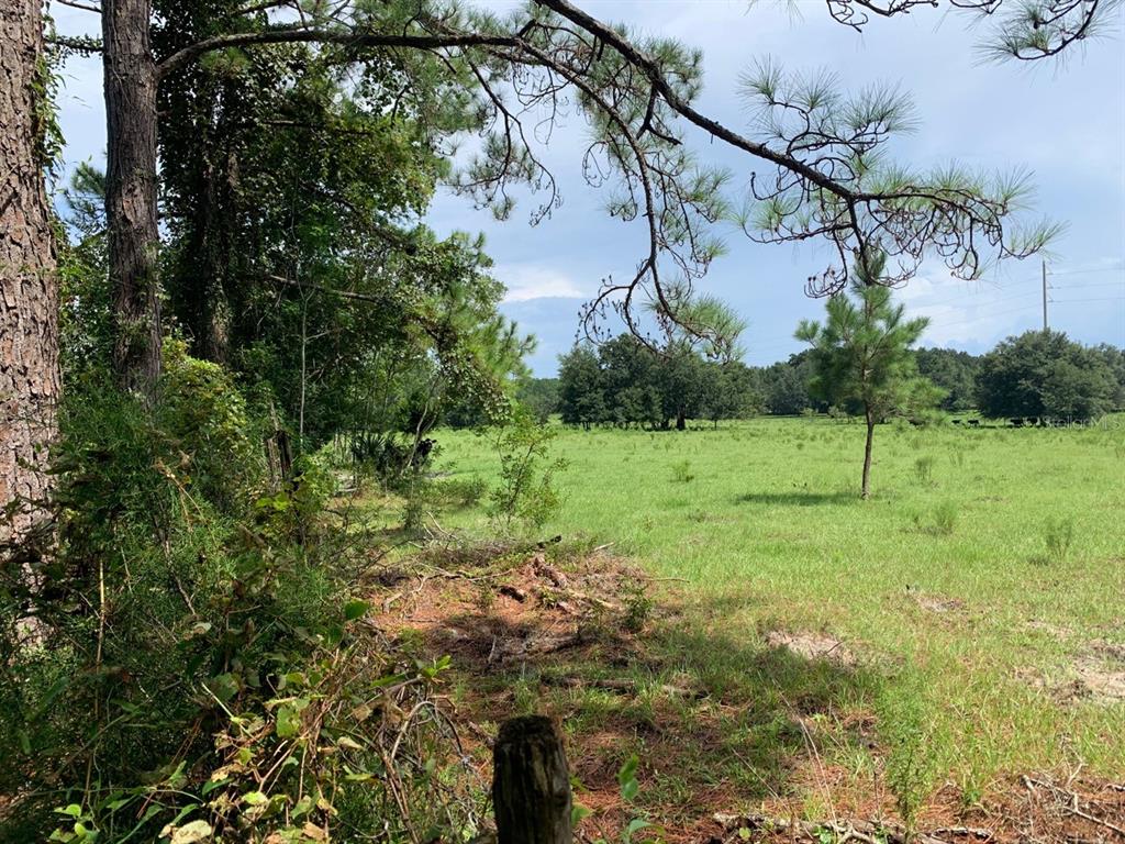 212 Northeast Ne Court Williston, FL 32696 - Photo 1 of 1 a view of a field with a tree