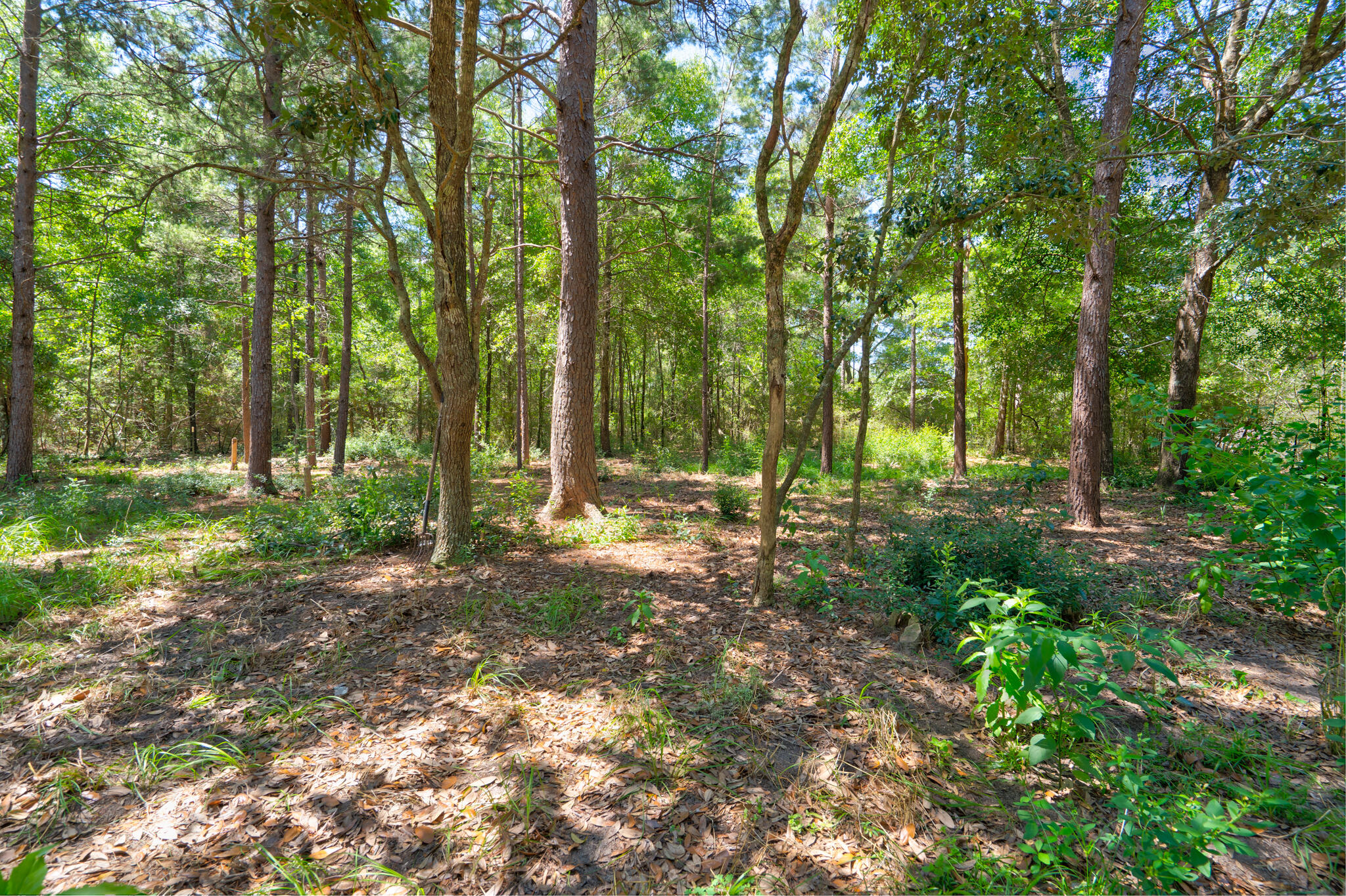 4236 Edge Perry Road Crestview, FL 32539 - Photo 30 of 51 a view of backyard with tree