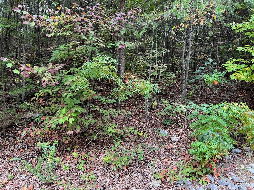 30 Ridgeback Lane Sevierville, TN 37862 - Photo 23 of 34