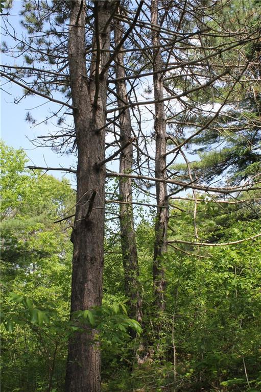 Giant white pines and oak trees...