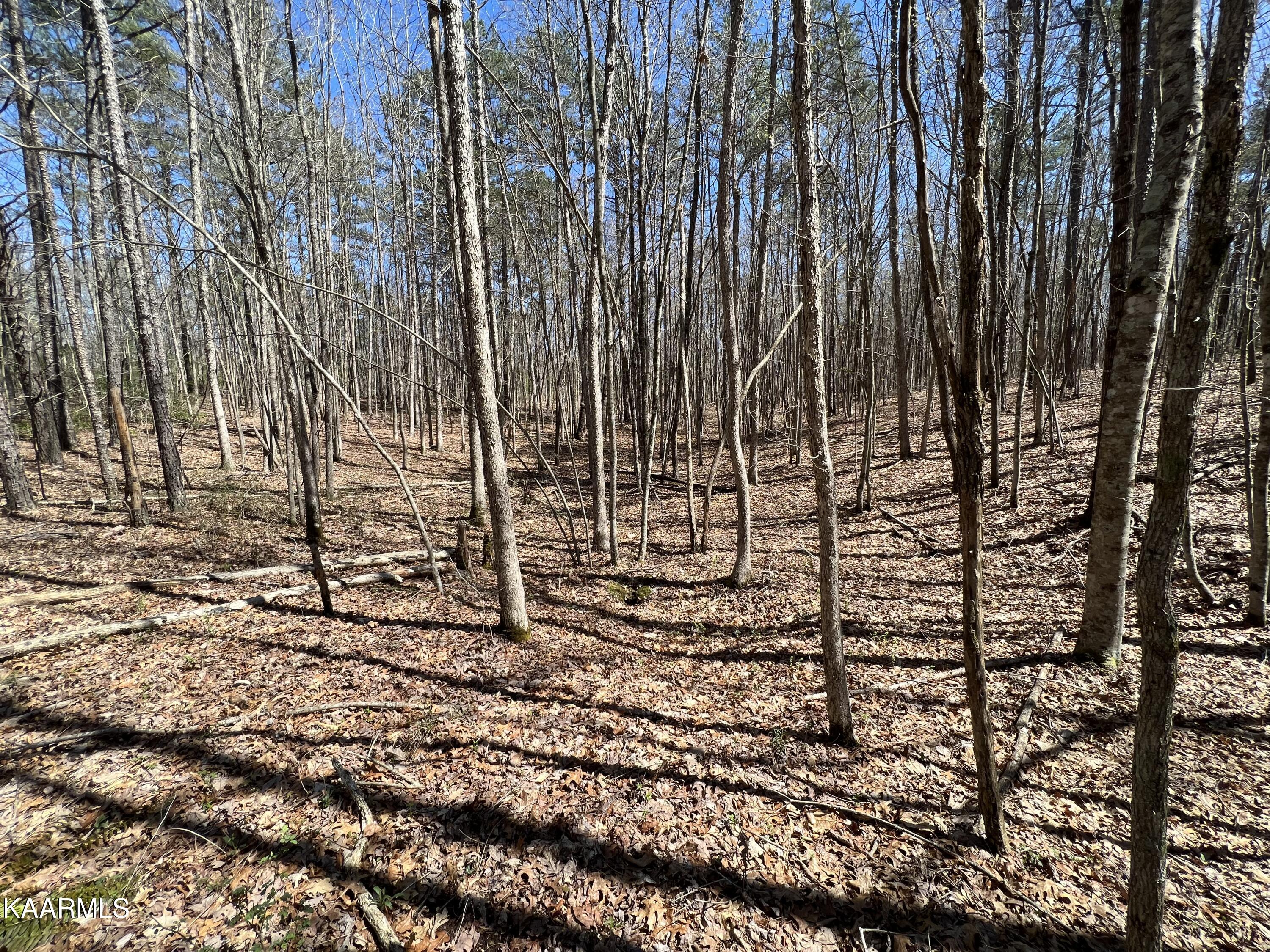 Panther Falls Road Wilder, TN 38589 - Photo 3 of 22 D73E6647-5A7B-4CB0-AC79-4FDD0D14B9E1