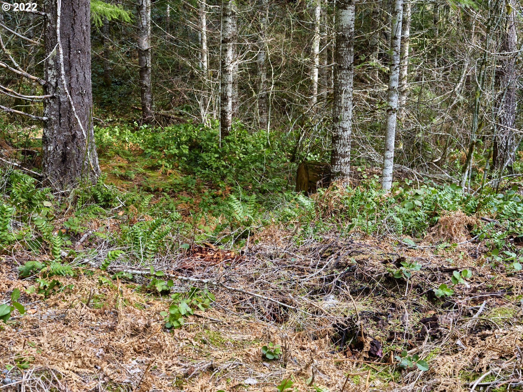 3 Lahar Lane Cougar, WA 98616 - Photo 14 of 22 a close up of a plant in a garden