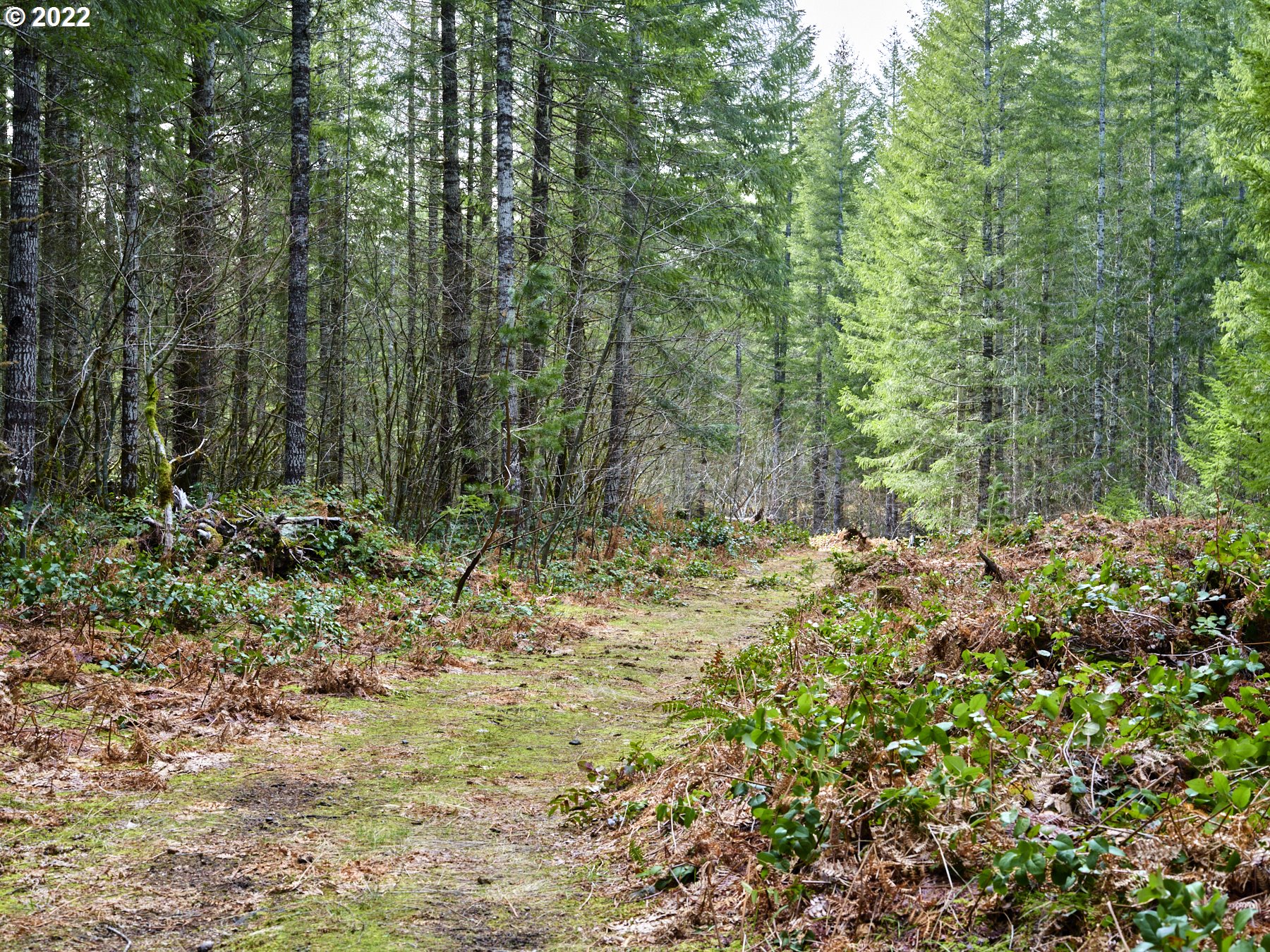3 Lahar Lane Cougar, WA 98616 - Photo 16 of 22 a view of a yard with plants and large trees