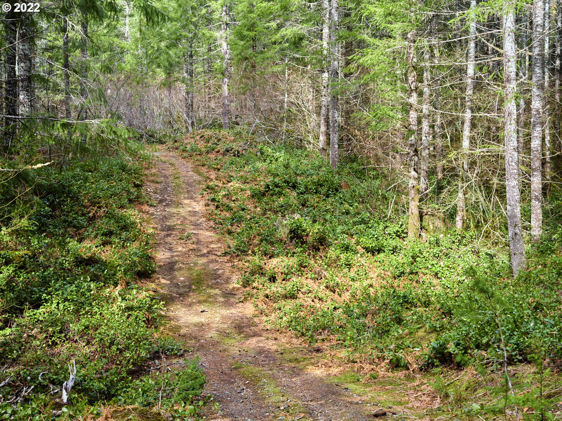 3 Lahar Lane Cougar, WA 98616 - Photo 17 of 22 a view of a yard with plants and wooden fence