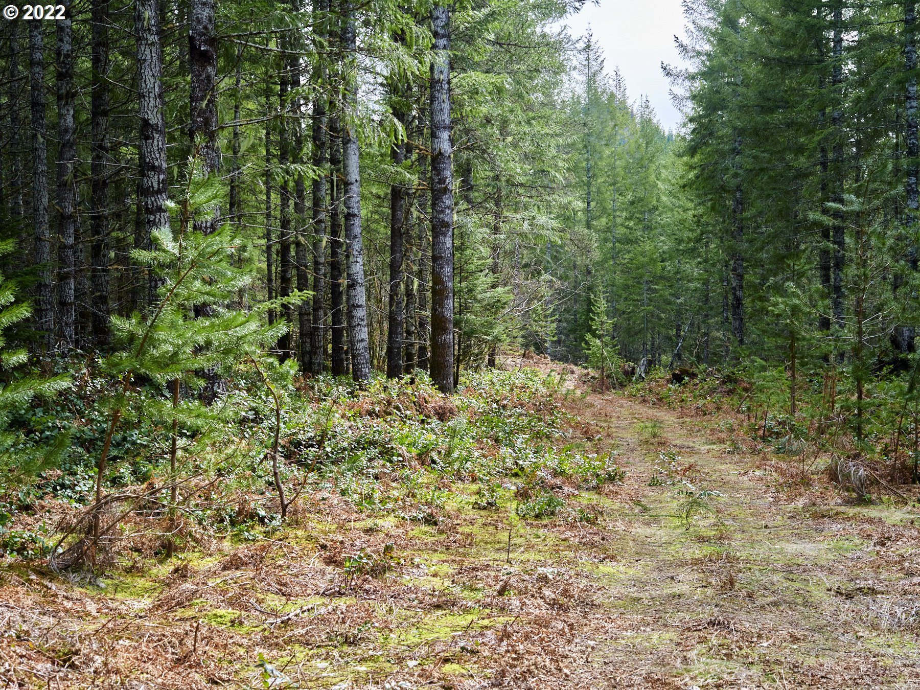 3 Lahar Lane Cougar, WA 98616 - Photo 19 of 22 a view of outdoor space and trees