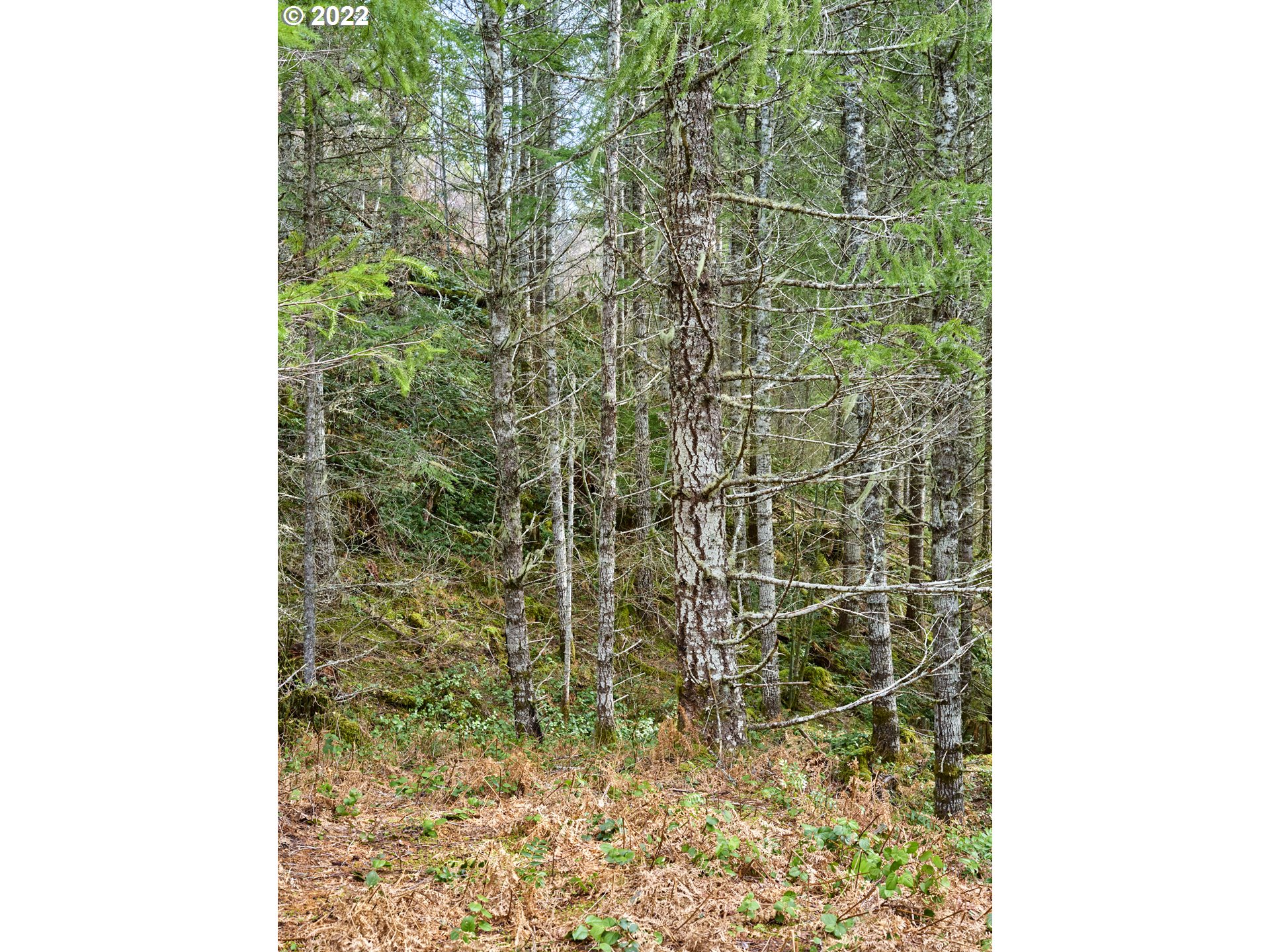 3 Lahar Lane Cougar, WA 98616 - Photo 20 of 22 a bathroom with a shower