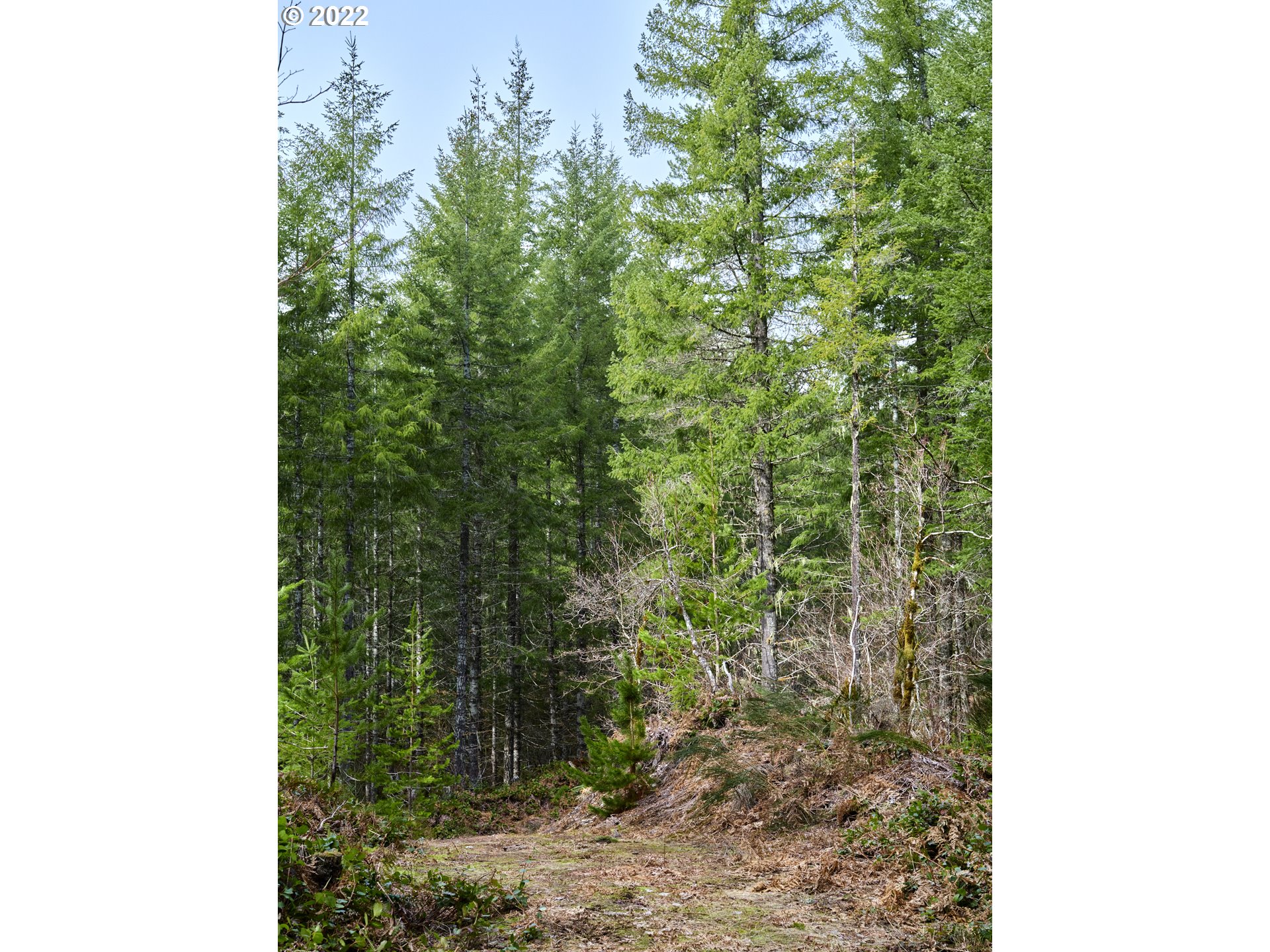 3 Lahar Lane Cougar, WA 98616 - Photo 21 of 22 a close up of a plant in a garden
