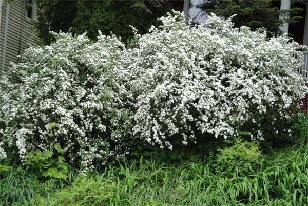 36 Laurel Street Somerville, MA 02143 - Photo 29 of 30