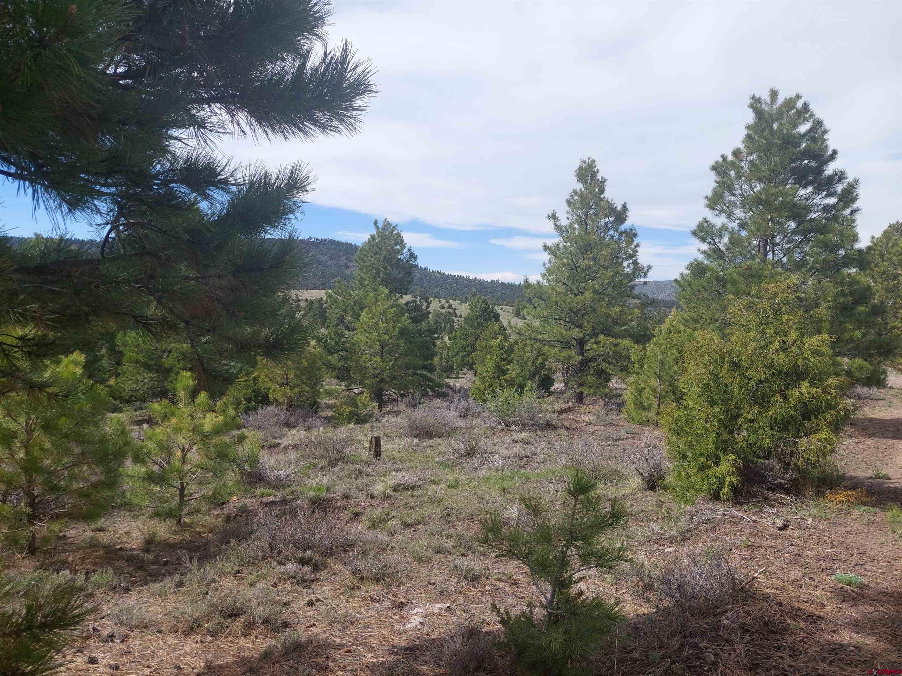 1195 Rito Hondo Road Antonito, CO 81120 - Photo 15 of 23 a view of a dry yard with trees