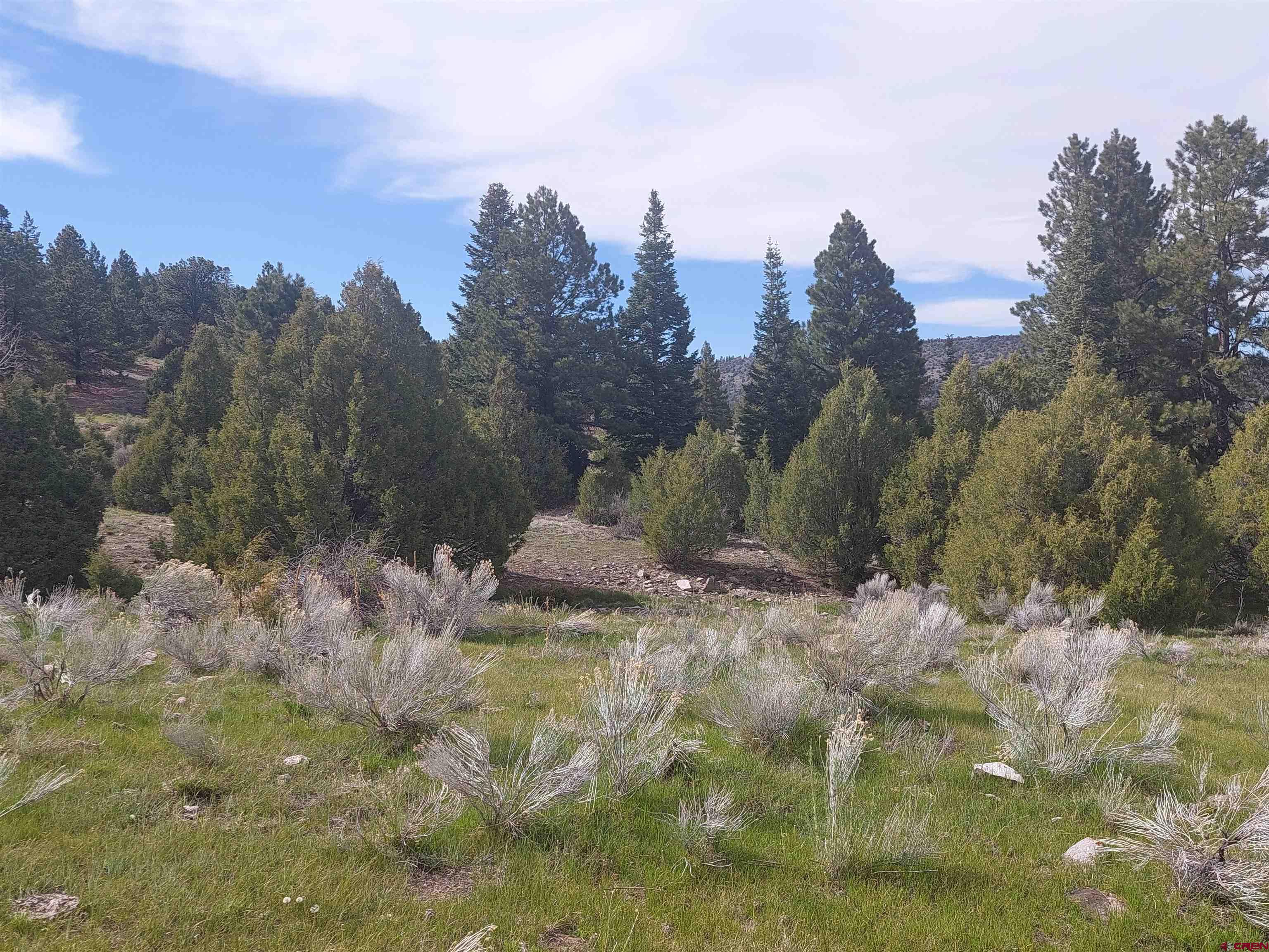 1195 Rito Hondo Road Antonito, CO 81120 - Photo 19 of 23 a view of a yard with a tree
